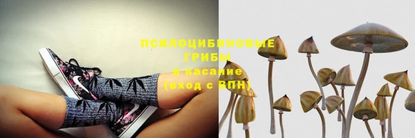 стаф Богданович